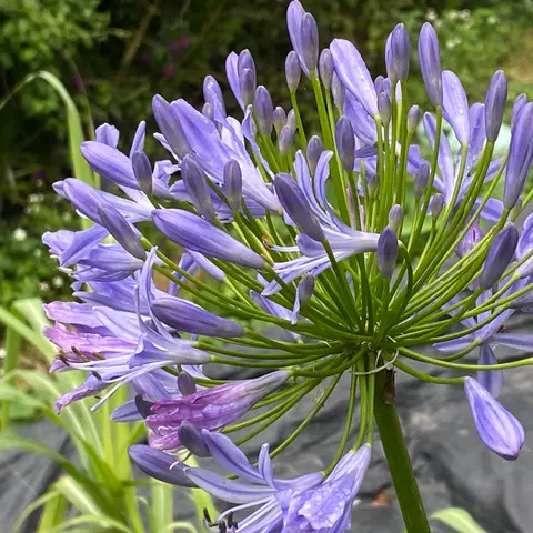Agapanthus (Schmucklilie)