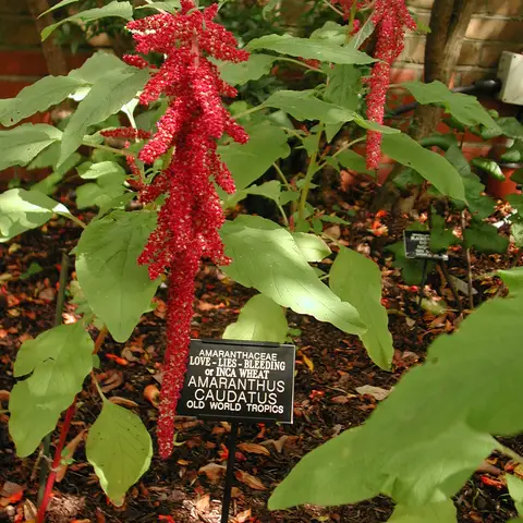 Amaranth (Fuchsschwanz)