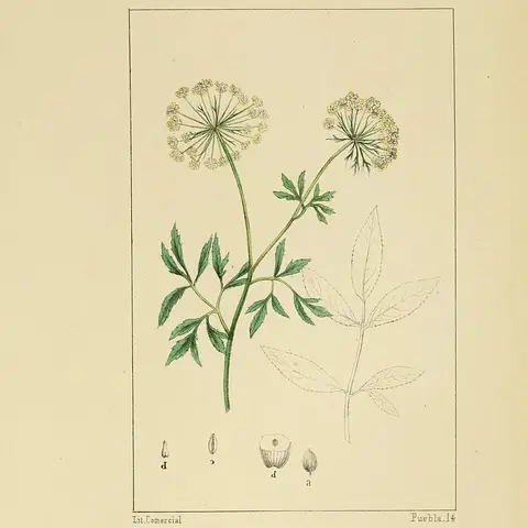 Ammi (Falsche Bischofskraut)