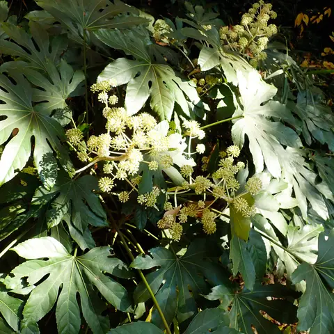 Aralie / Fatsia-Blatt