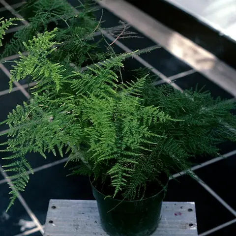 Asparagus Plumosus