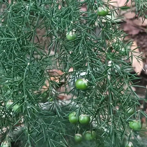 Asparagus Umbellatus