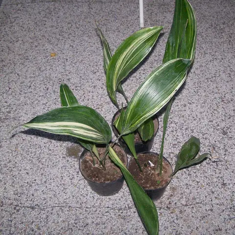 Aspidistra-Blatt