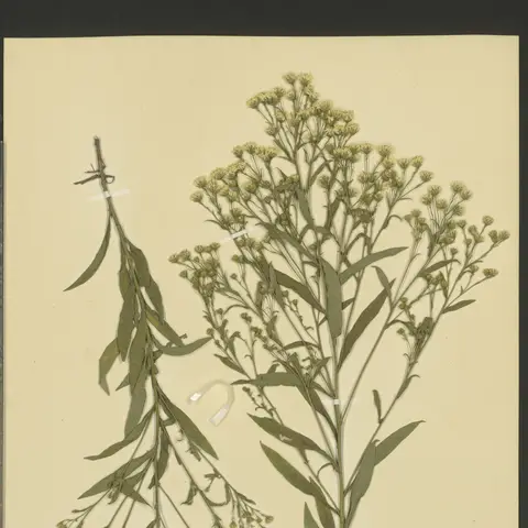 Aster (September/Solidaster)