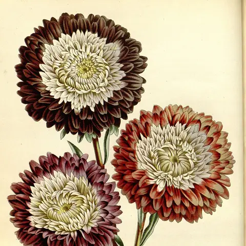 Aster (Sommeraster)