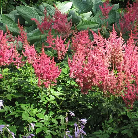Astilbe (Prachtspiere)