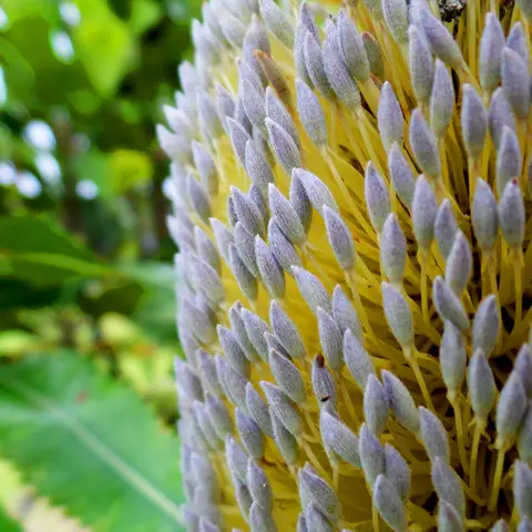 Banksia