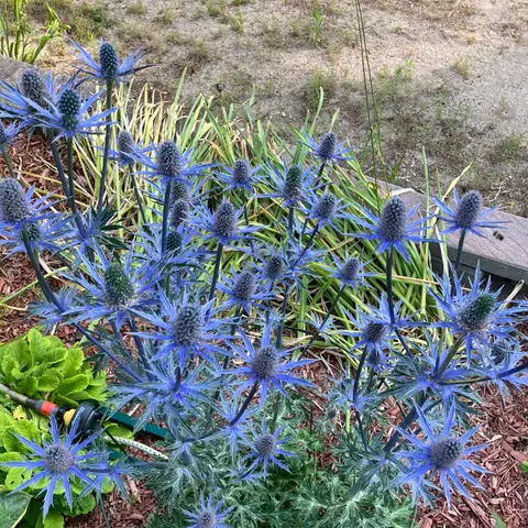 Bartblume/Eryngium (Edeldistel)