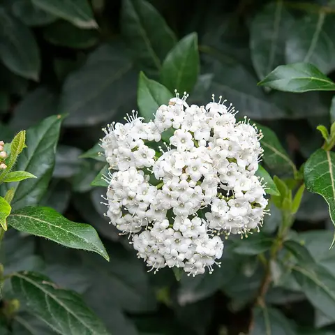 Beerenschneeball (Viburnum tinus)