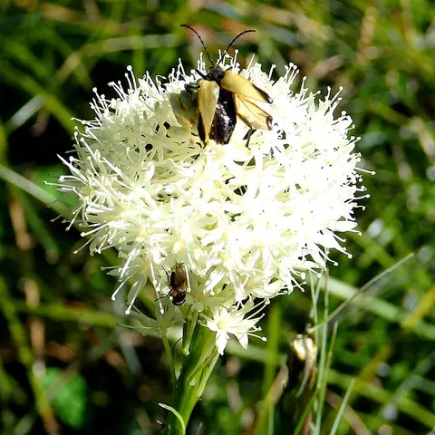 Bergras / Beargrass