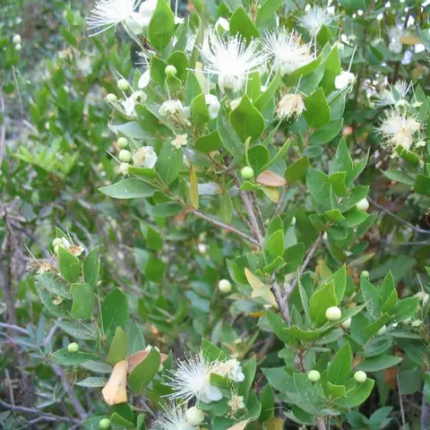 Bouvardia-Gruen / Myrte