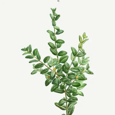 Buchs (Buxus)