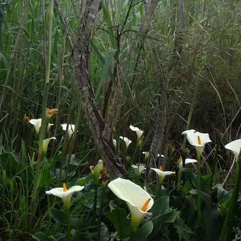 Calla (gross, weiss)