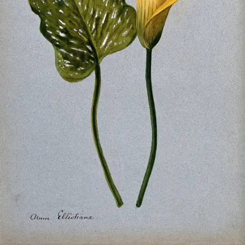 Calla (klein)