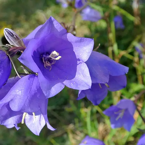 Campanula (Glockenblume)