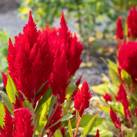 Celosia (Federbusch)