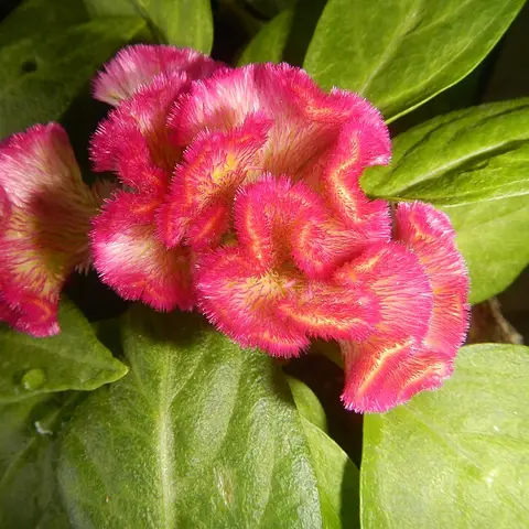 Celosia (Hahnenkamm)