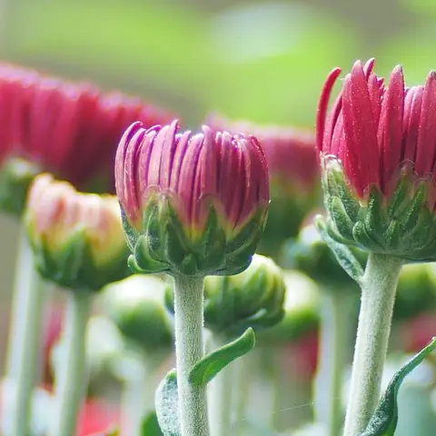 Chrysantheme (Einzelblume)