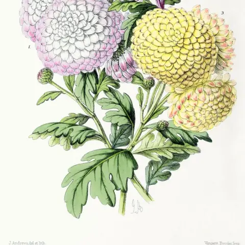 Chrysantheme (Pompon/Santini rund)