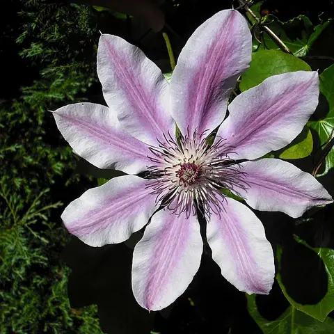 Clematis