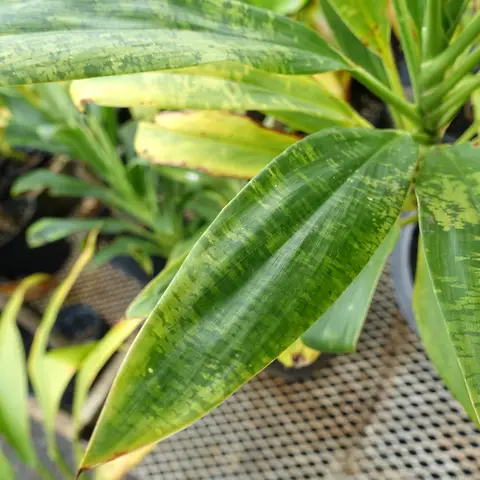 Cordyline-Blatt (Ti-Leaf)