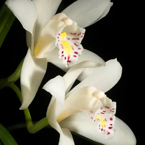 Cymbidium-Orchidee (Stiel)