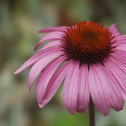 Echinacea (Scheinsonnenhut)