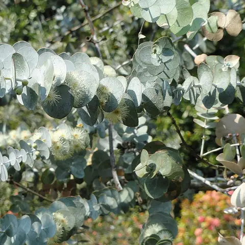 Eukalyptus Baby Blue