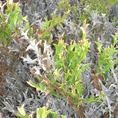 Eukalyptus-Beeren (Fruchtstand)