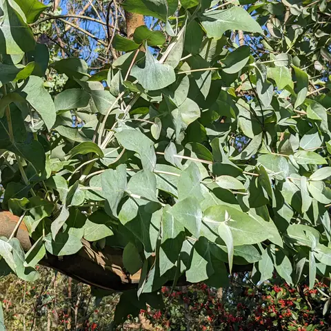 Eukalyptus Cinerea (Silberdollar)