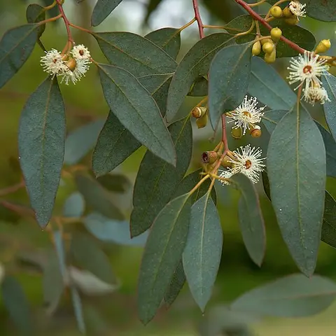 Eukalyptus Gunnii