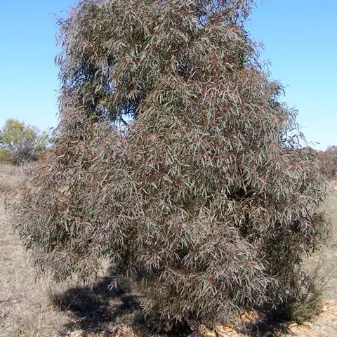 Eukalyptus Nicoli (Weidenblatt)