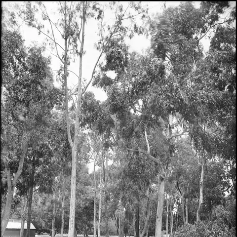 Eukalyptus Parvifolia