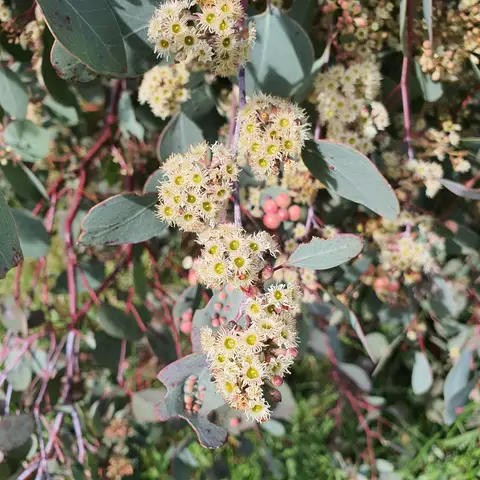 Eukalyptus Populus (Rundblatt)