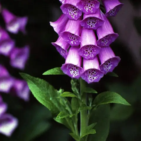 Fingerhut (Digitalis)