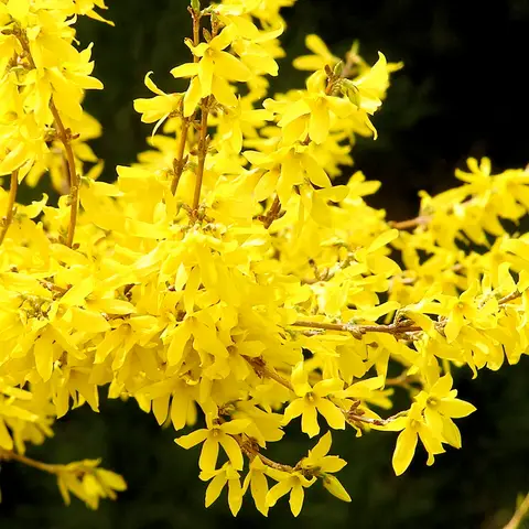 Forsythienzweig