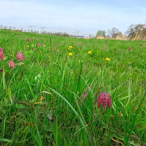 Fritillaria (Schachbrettblume)