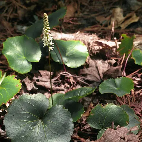Galax-Blatt