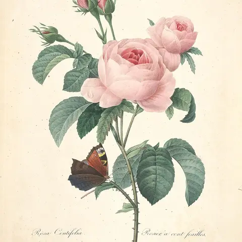 Gartenrose Keira