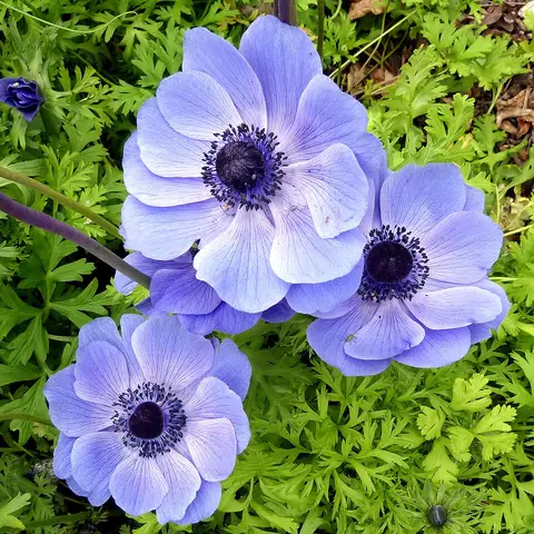 Gefuellte Anemone (Panda/Mistral)