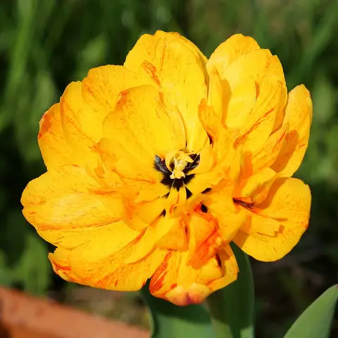 Gefuellte Tulpe (Paeonienbluetig)