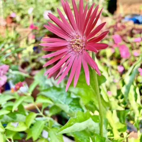 Gerbera