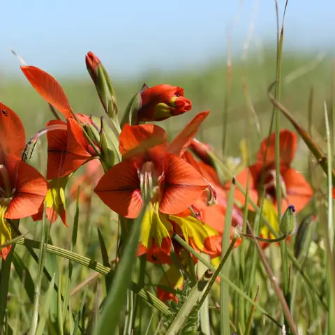 Gladiole