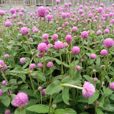 Gomphrena (Kugelamarant)