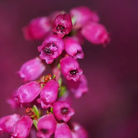 Heidekraut (Erica)