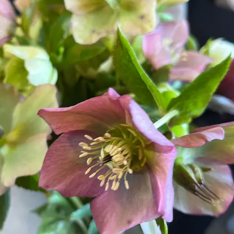 Helleborus (Christrose/Lenzrose)