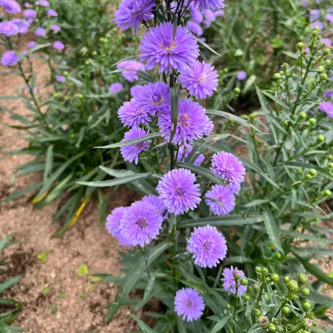 Herbstaster (Septemberkraut)
