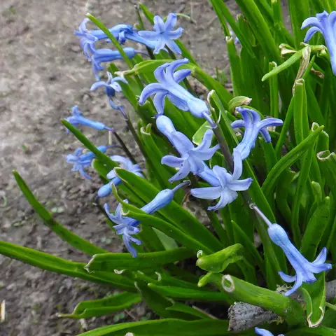 Hyazinthe