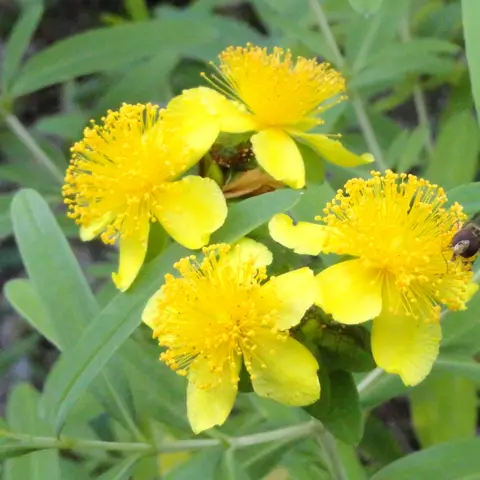 Hypericum (Johanniskraut, Beeren)