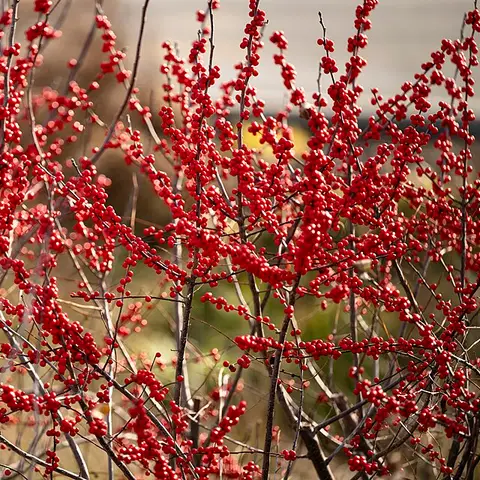 Ilex (Stechpalme mit Beeren)